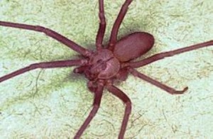 13 brown recluse