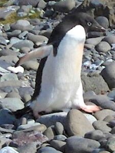 Penguin bertelur